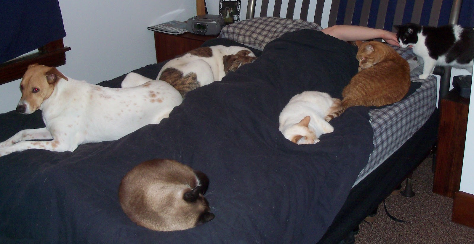 https://2.bp.blogspot.com/-SV364mBNhFo/T2_uY7c8UWI/AAAAAAAAAKA/6d0OSX4Yn6Y/s1600/rsz_cats_&_dogs_on_the_bed_march_2012_005.jpg