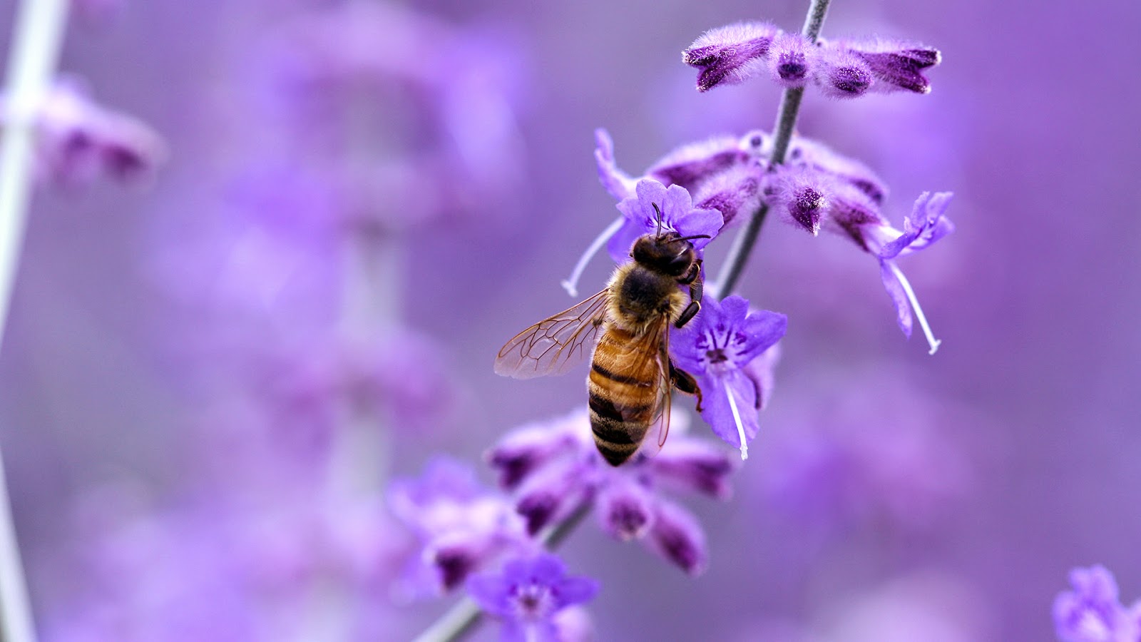 Purple-wallpaper-backgrounds-bee.jpg