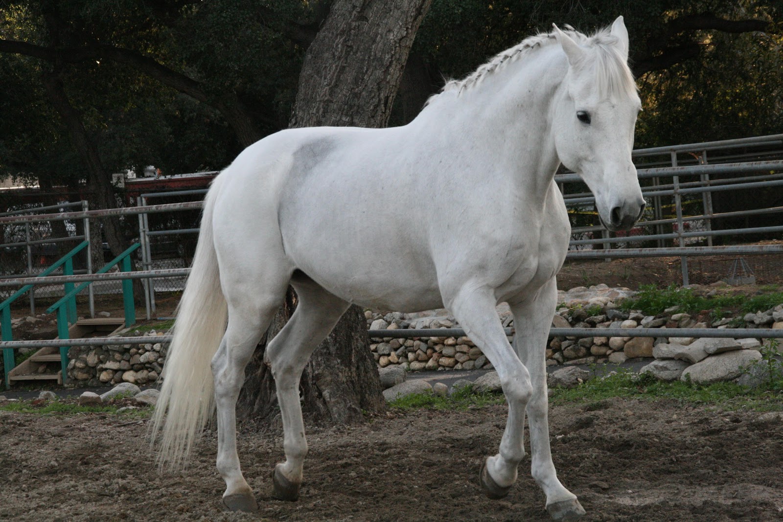 White+Horse.jpg