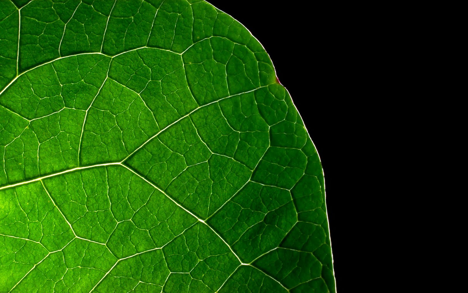 Green+leaves.jpg