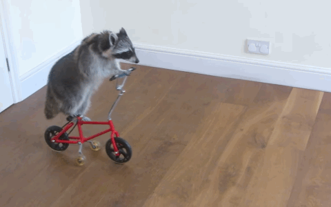 tumblr_inline_nv52v8yYaC1ro0zrp_500.gif