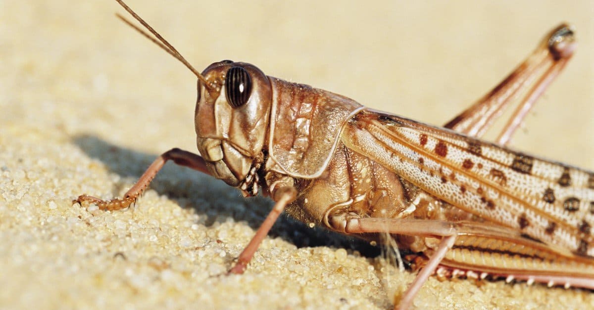 Desert-Locust-close-up.jpg