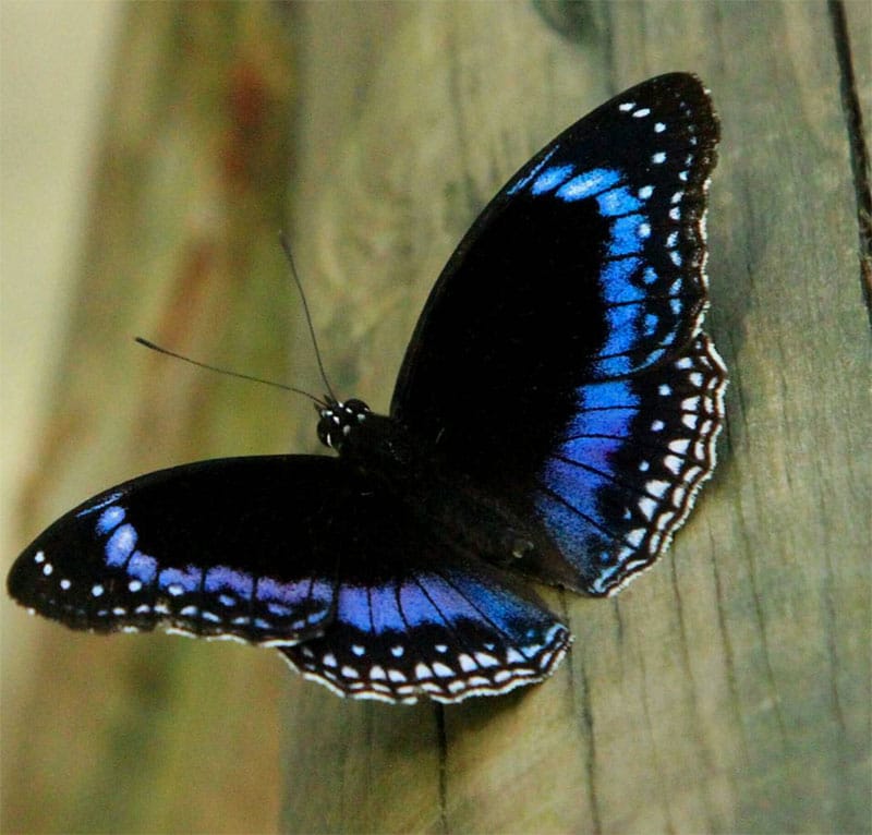 blue-banded-eggfly-australian-butterfly-sanctuary.jpg