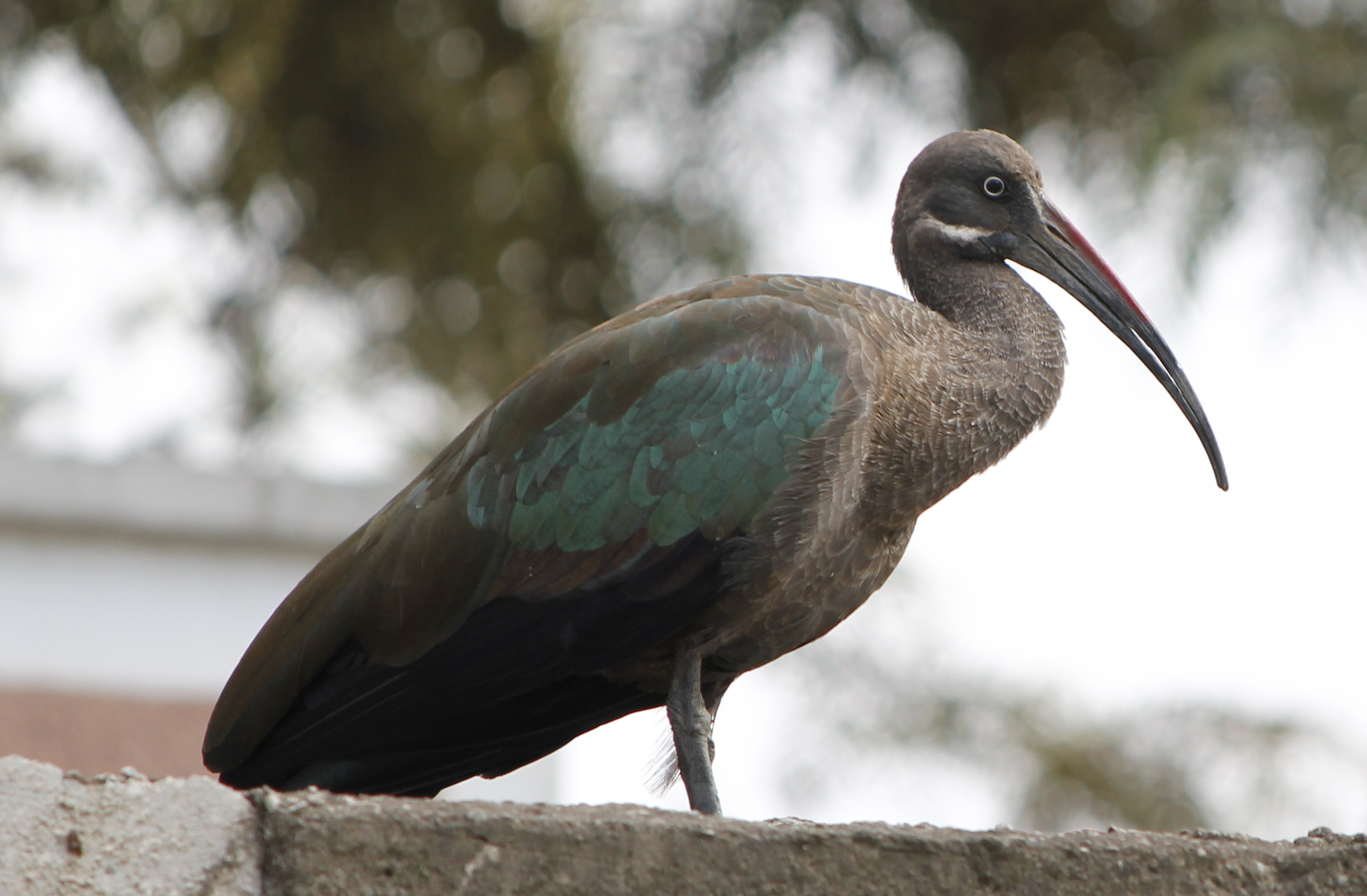 hadada-ibis.jpg