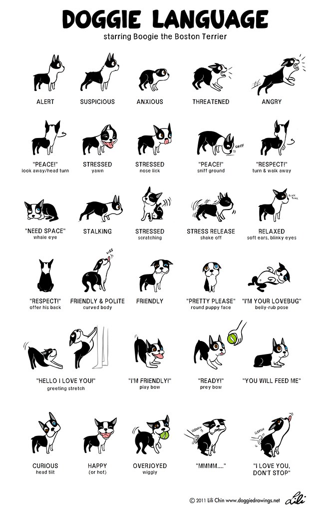 doggie-language-with-boogie.jpg
