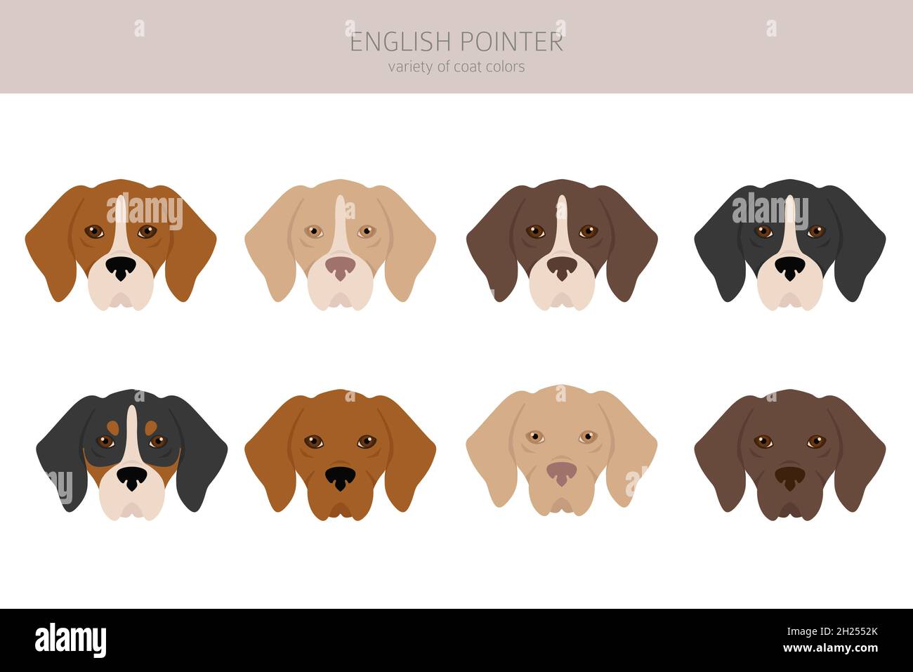 english-pointer-clipart-different-poses-coat-colors-set-vector-illustration-2H2552K.jpg