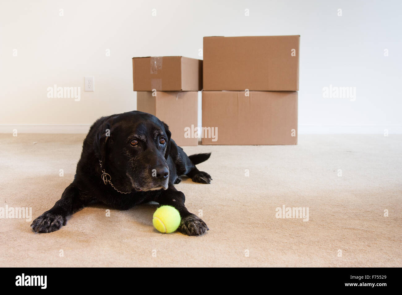 A sad old dog on moving day, laying in the living room with only cardboard  boxes and his ball Stock Photo - Alamy