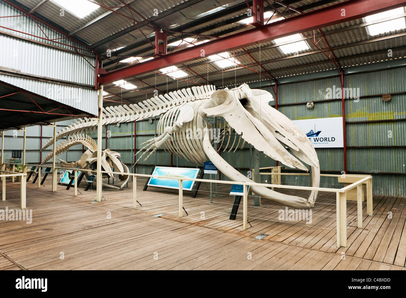 blauwal-skelett-im-whale-world-museum-franzose-bay-albany-western-australia-australien-c4bxdd.jpg