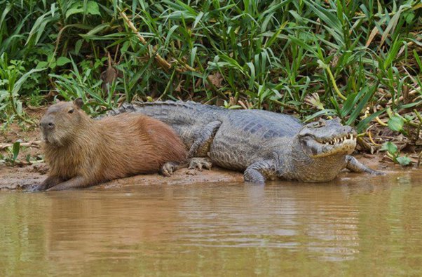 capybara-vs-crocodile.jpg