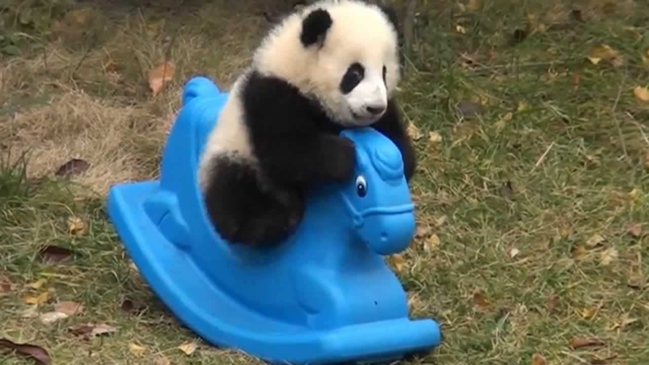 VIRAL VIDEO OF THE DAY: Baby panda plays on a rocking horse - ABC7 San  Francisco