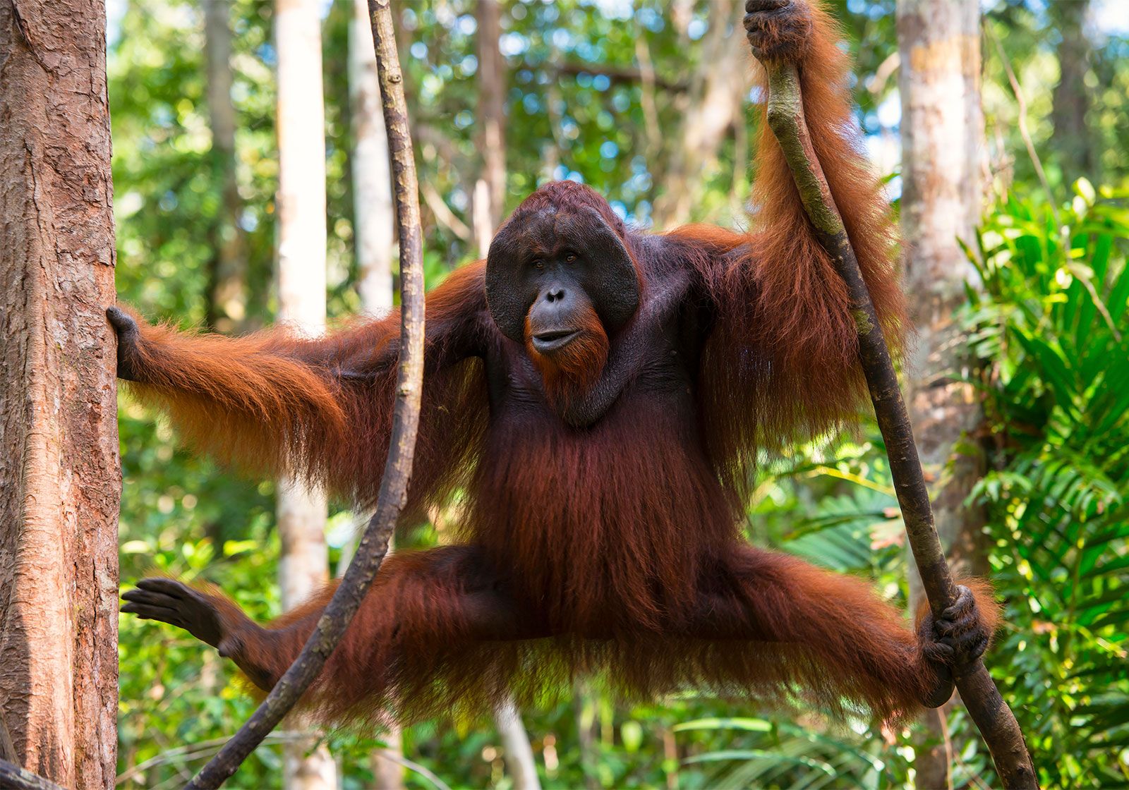 orangutan-branches-tree.jpg