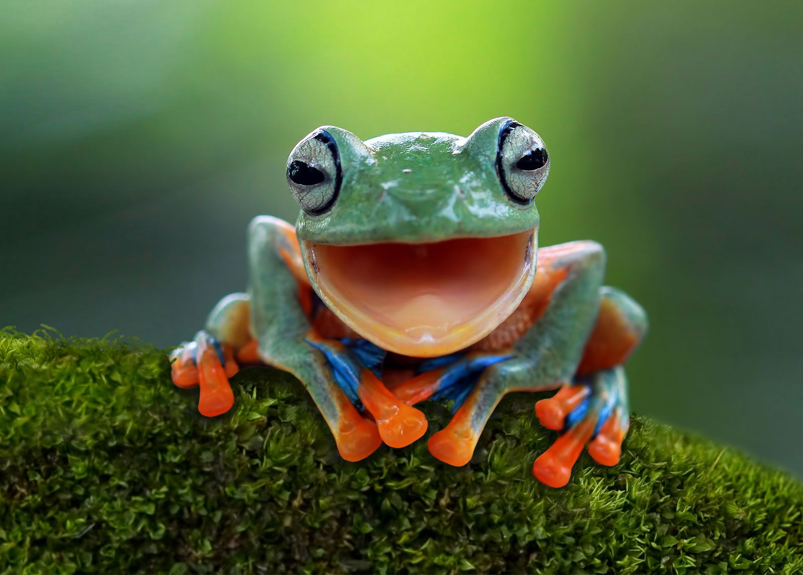 Javan-gliding-tree-frog.jpg