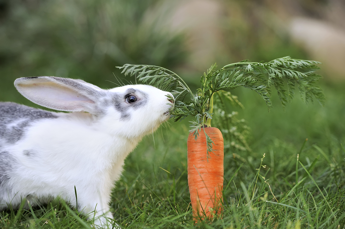 rabbits-love-carrots-orig.jpg