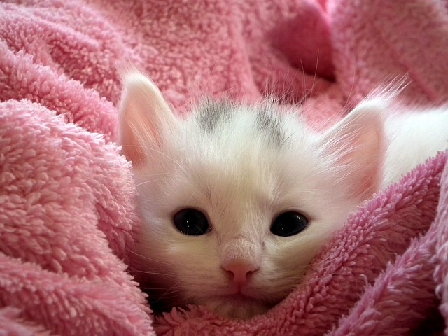 kitten-227009_640.jpg