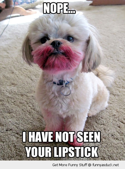 1908154031-funny-lipstick-dog-pics.jpg