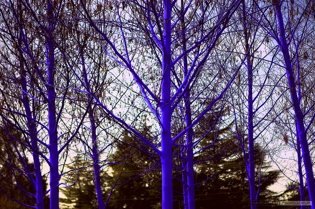 Blue-Trees-4.jpg