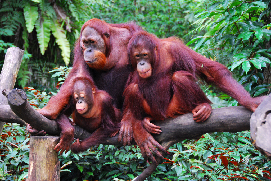 Orangutan-Family.jpg