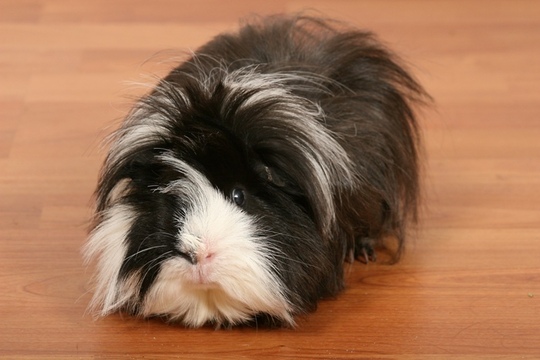 long-haired-guinea-pig-4.jpg
