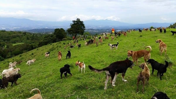Territorio de Zaguates - Land of the Stray Dogs