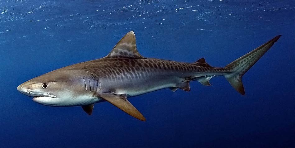 Tiger-shark-949x475.jpg