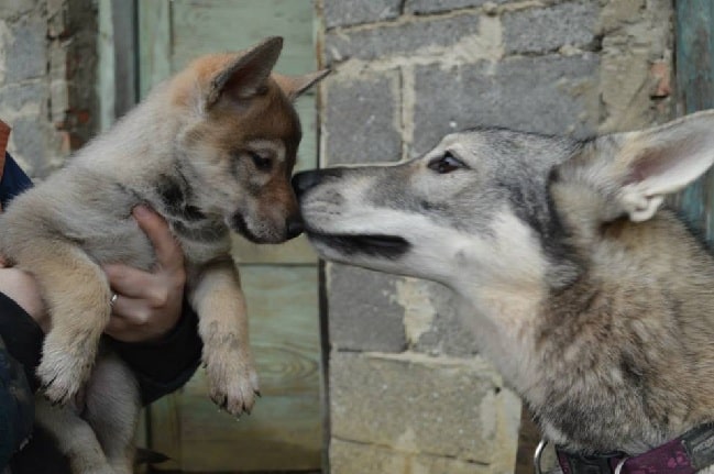 Tamaskan-Dog-kissing-its-puppy.jpg