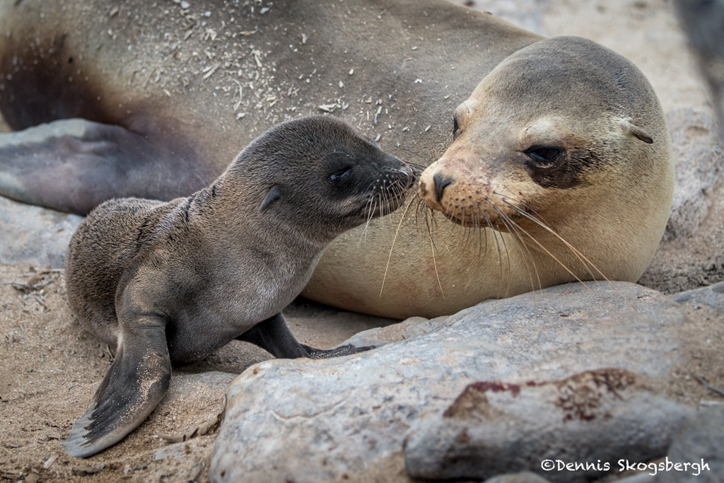 3860-Newborn-Sea-Lion-Pup-San-Cristobal-Island-Galapagos.jpg