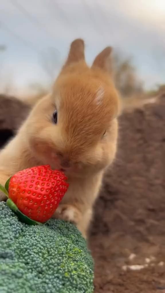 cute-bunny-eating-a-strawberry-v0-zAYoYEE0CXx9EzqtlPXX_lXKTXemJtGPWhGRVsGSnWo.png