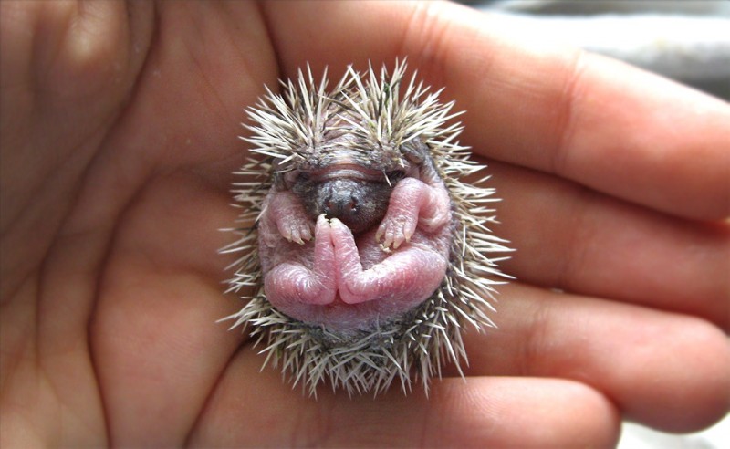 cute-baby-hedgehog.jpg
