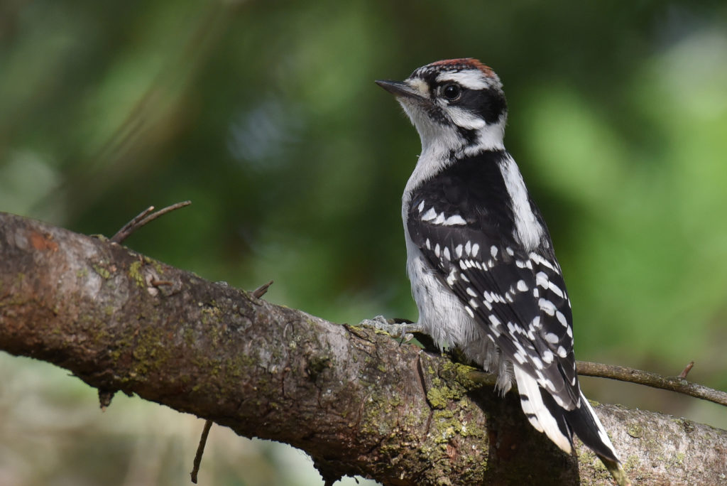 Baby Downy Woodpecker - FeederWatch