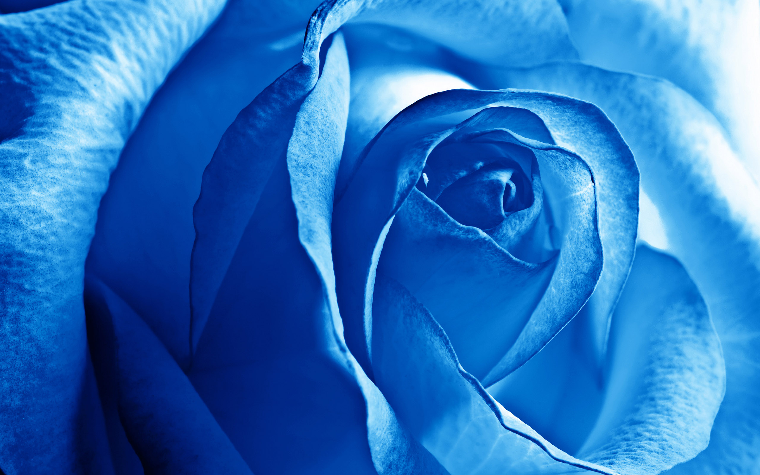 beautiful-blue-rose.jpg