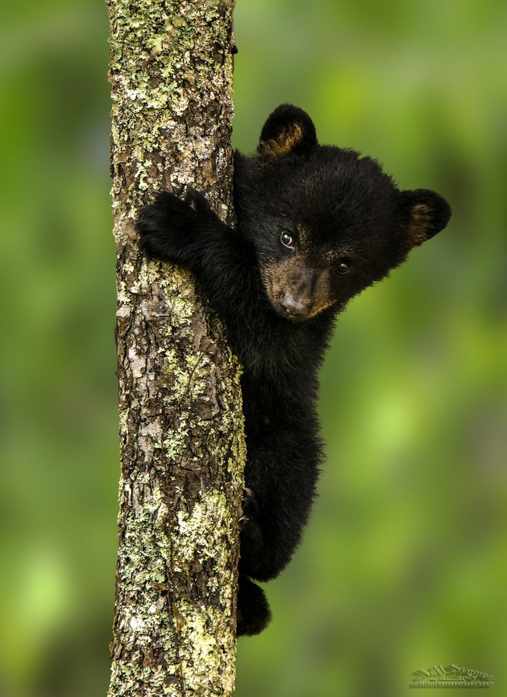 ce24a4b2613f892f9e92b515bc115759--wild-photography-black-bear-cub.jpg