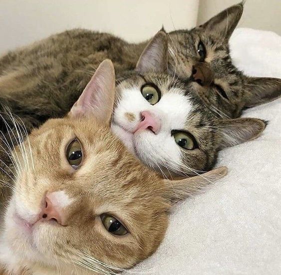 3 cats lined up perfectly #cutecats #threecats #3cats | Pretty cats, Cute  cats, Cute animals
