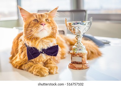 big-champion-red-maine-coon-260nw-516757102.jpg