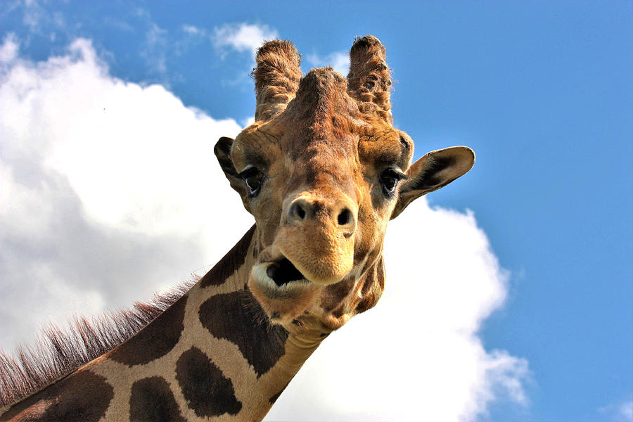 funny-face-giraffe-sheila-brown.jpg