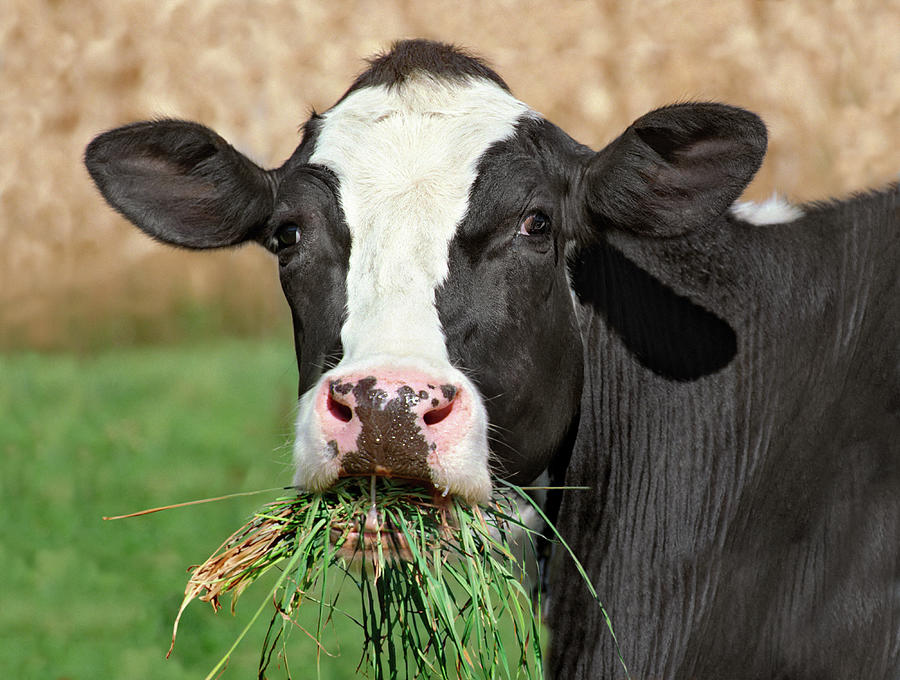 cow-chewing-grass-close-up-lester-lefkowitz.jpg