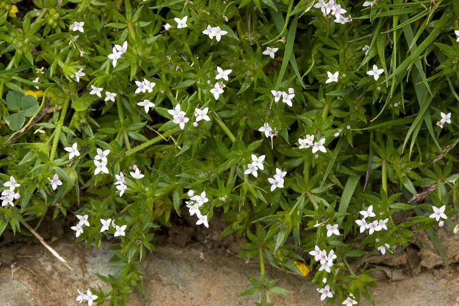 field-madder-sherardia-arvensis-flowers-bob-gibbons.jpg