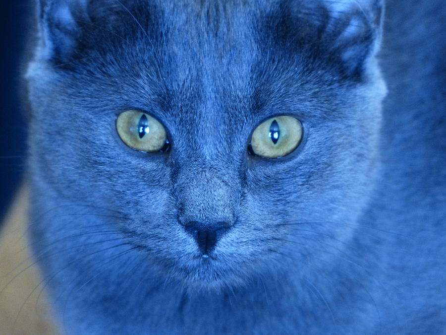 blue-cat-close-up-brian-parent.jpg