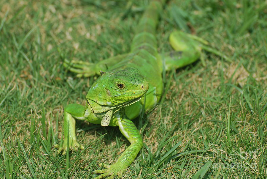 bright-green-lizard-in-grass-dr-management.jpg