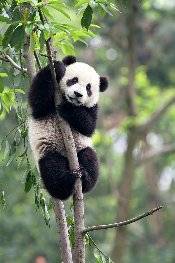 juvenile-panda-climbing-a-tree-tony-camacho.jpg
