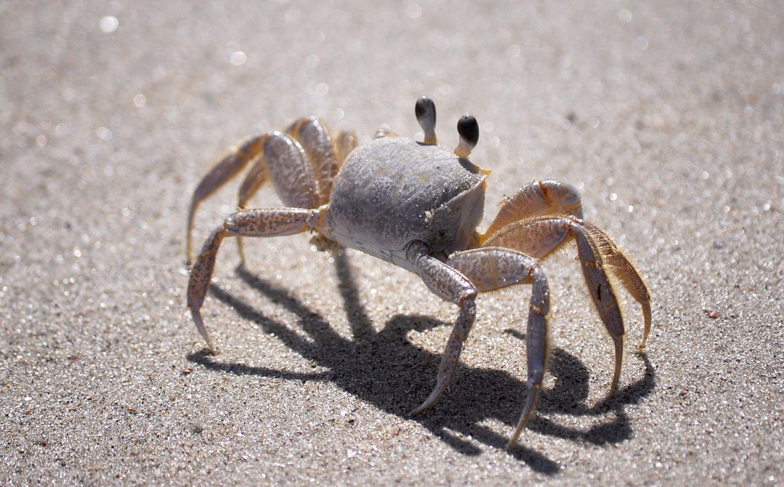 the-common-sand-crab-1343898.jpg