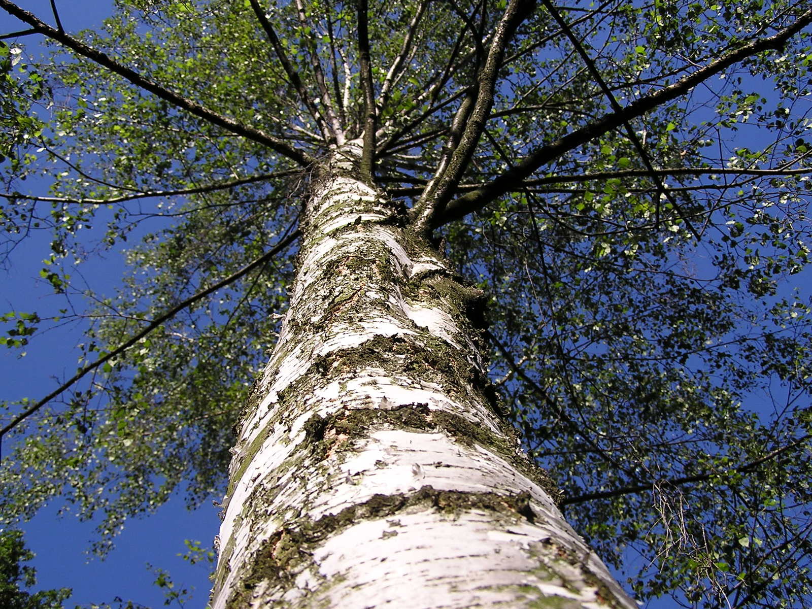 birch-tree-1371019.jpg