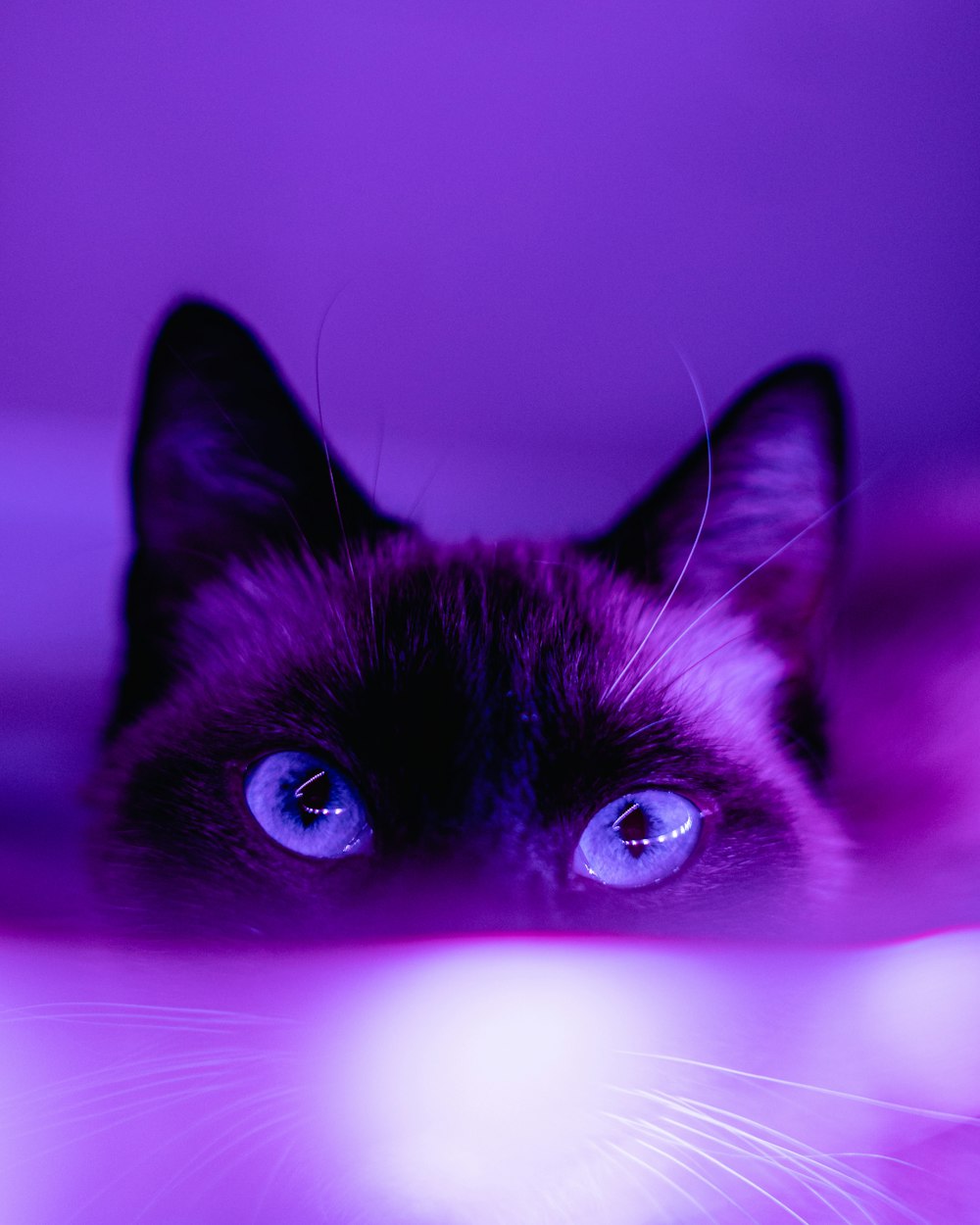 750+ Purple Pictures [HD] | Download Free Images on Unsplash