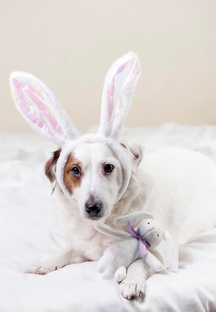 dog-with-rabbit-ears-toy-form-little-rabbit-embrace-lies-bed-against-light-background-easter_330478-1334.jpg