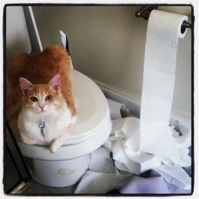 Cat Unrolls Toilet Paper, Then Politely Puts It Back (VIDEO) | HuffPost  Good News