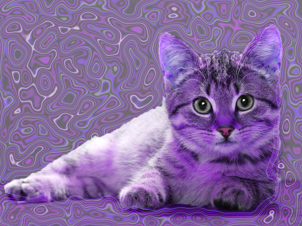 cute_purple_kitten_by_ashleyprincess201454-d779uzm.jpg