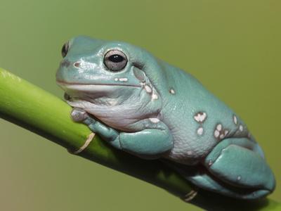 dumpty-tree-frog-australian-green-tree-frog-white-s-tree-frog_u-l-q1d3x2k0.jpg