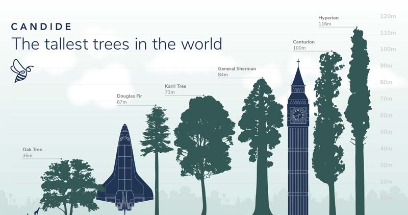 tallest-trees-feat.jpg