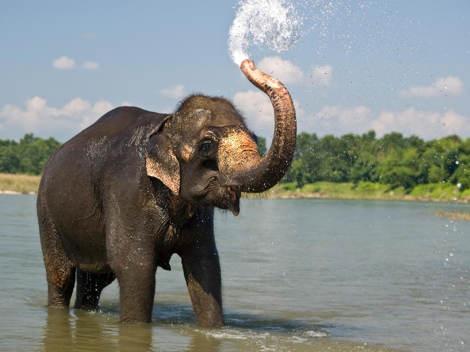 elephant-in-water-1.jpg