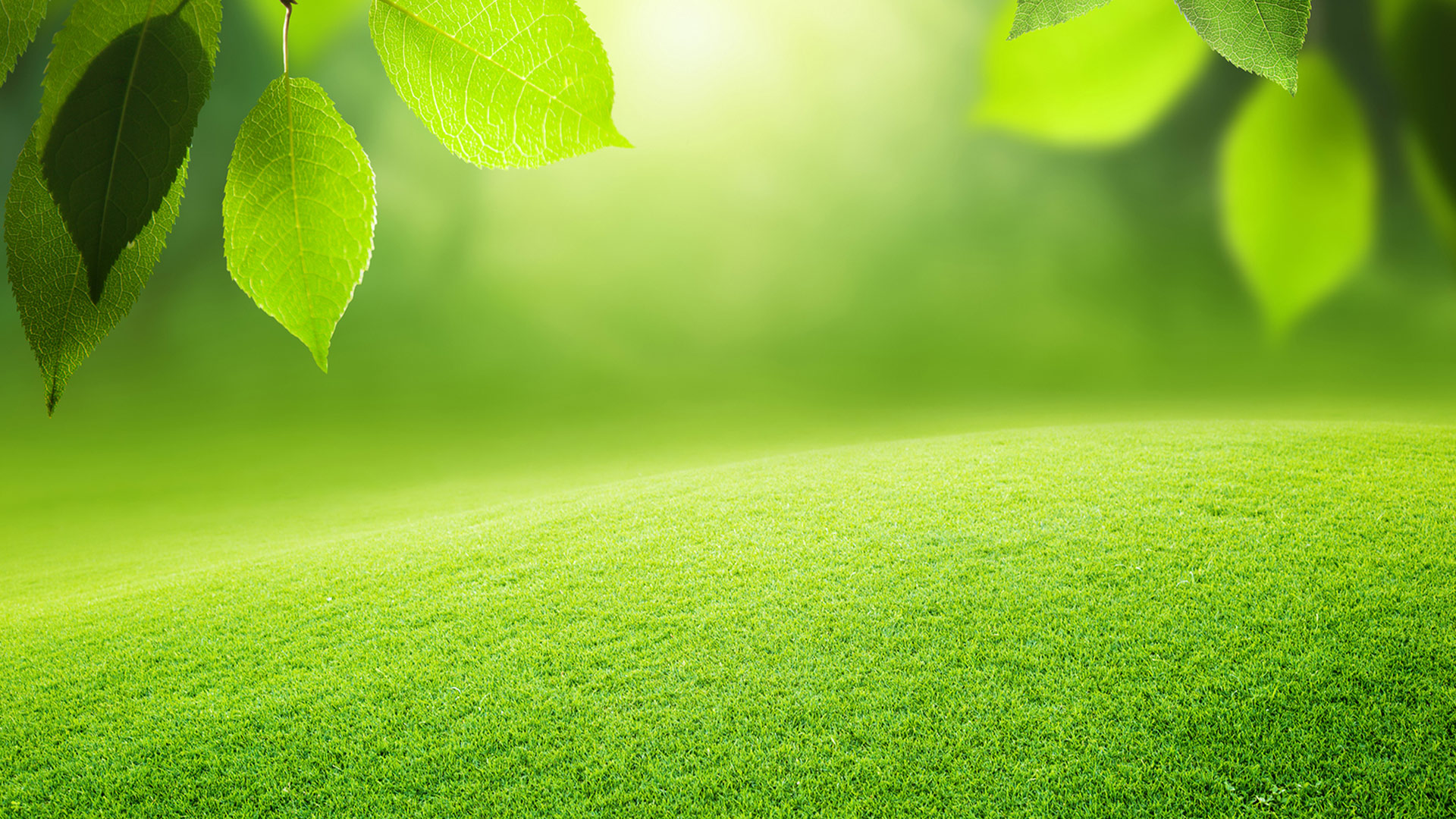 green-organic-background-3.jpg