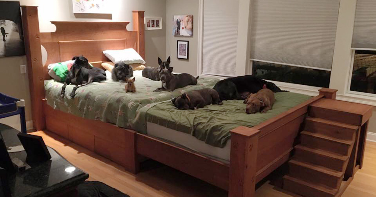 https://justsomething.co/wp-content/uploads/2019/01/couple-custom-builds-a-giant-bed-so-they-can-sleep-with-all-of-their-8-rescue-dogs.jpg
